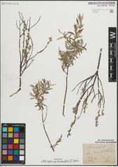 Foto von Salix repens subsp. rosmarinifolia (L.) Andersson